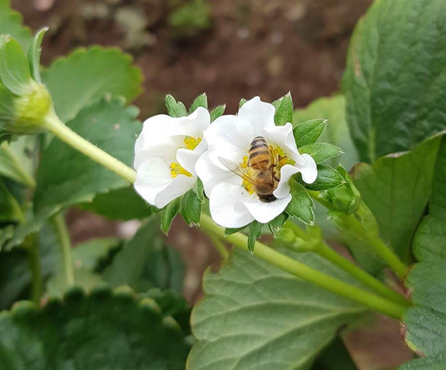 Iniciativa ‘Abelhas em Campo’ estuda práticas amigáveis de incentivo à coexistência entre agricultura e apicultura