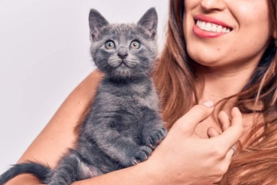 Como lidar com gatos &ndash; o que fazer para deix&aacute;-los &agrave; vontade?