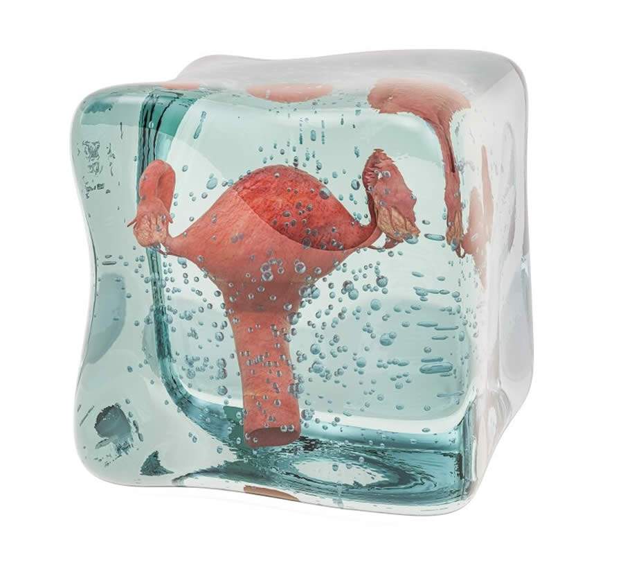 Congelamento de óvulos - Divulgação