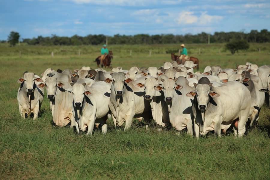Fazenda Nova Terra realiza venda permanente de touros Nelore CEIP em Cotegipe, na Bahia