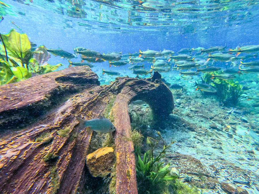 Nascente Azul - Foto por divulgação Nascente Azul