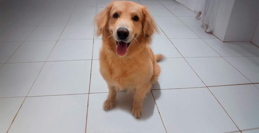 Diagnosticado com leishmaniose, Bethoven, c&atilde;o da ra&ccedil;a Golden Retriever, vem apresentando progresso nos sinais cl&iacute;nicos na doen&ccedil;a, devido ao tratamento adequado e dedica&ccedil;&atilde;o dos tutores - Foto: divulga&ccedil;&atilde;o