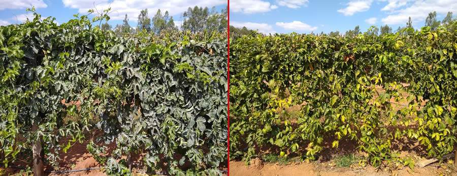 À esquerda, maracujá com a aplicação de BRANDT Photonik®. À direita, plantação sem proteção