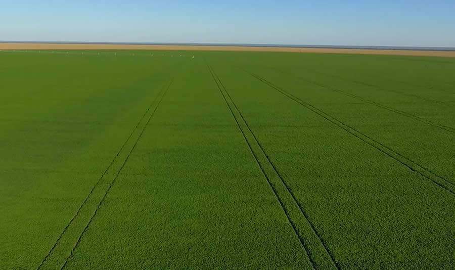 Manejo com biol&oacute;gicos pode promover incremento de at&eacute; 7 sacas de feij&atilde;o por hectare