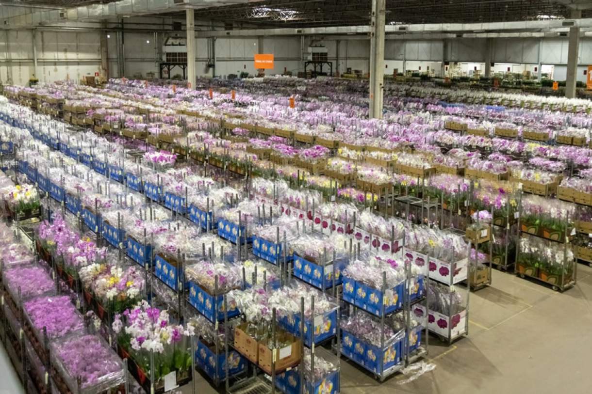 Cooperativa Veiling prevê a comercialização de 20 milhões de unidades de  flores no Dia das mães | SEGS - Portal Nacional de Seguros, Saúde, Info,  Ti, Educação