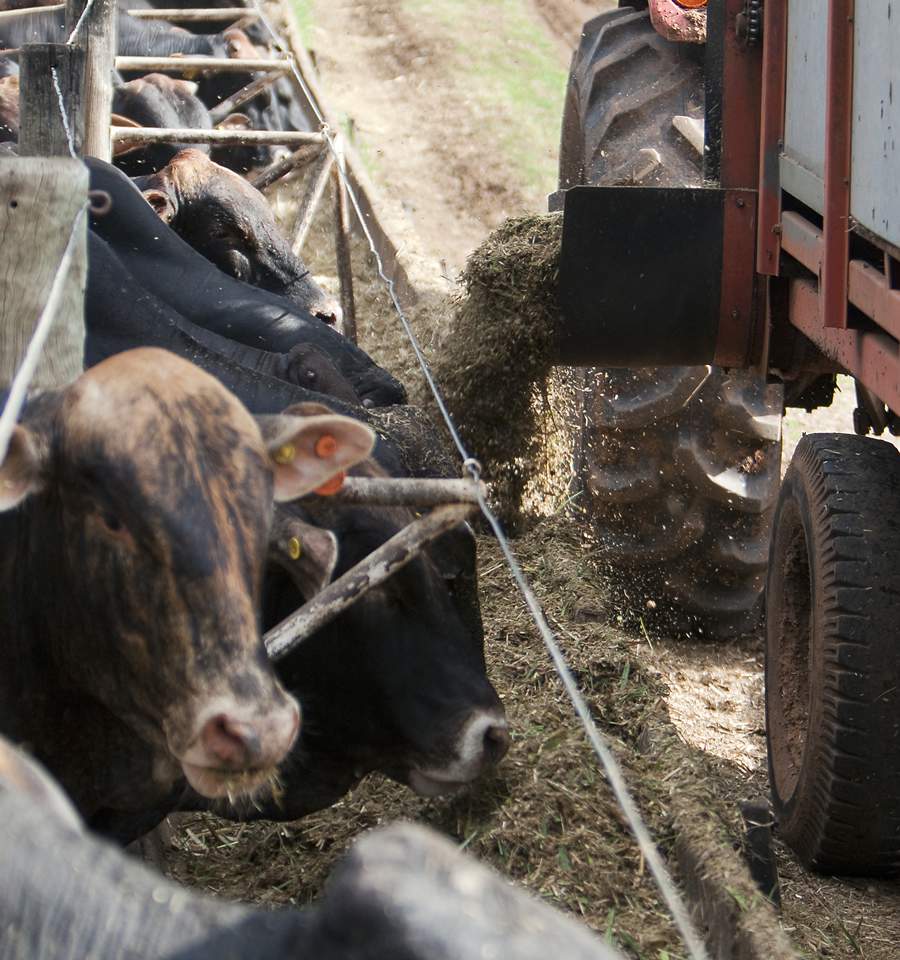 Somente 10% dos bovinos são confinados. Há espaço para crescimento