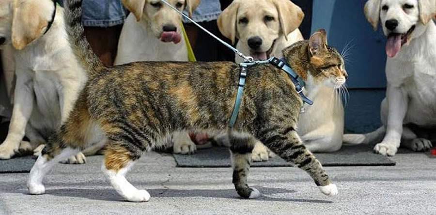 Passeio com c&atilde;es e gatos: benef&iacute;cios e cuidados com os animais de estima&ccedil;&atilde;o