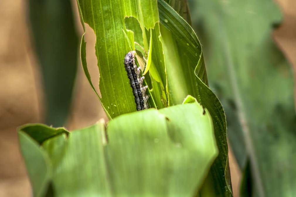 Pequenos no tamanho e enormes no prejuízo: Os minúsculos inimigos do milho que podem gerar mais de 40 milhões de toneladas de perda da produção