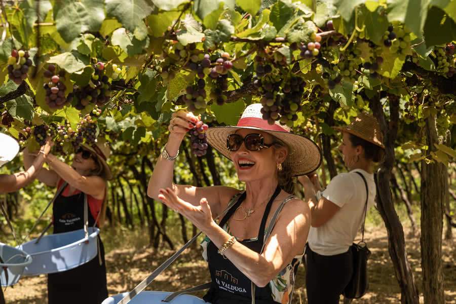 Vindima RS 2024 ganha site com experi&ecirc;ncias exclusivas