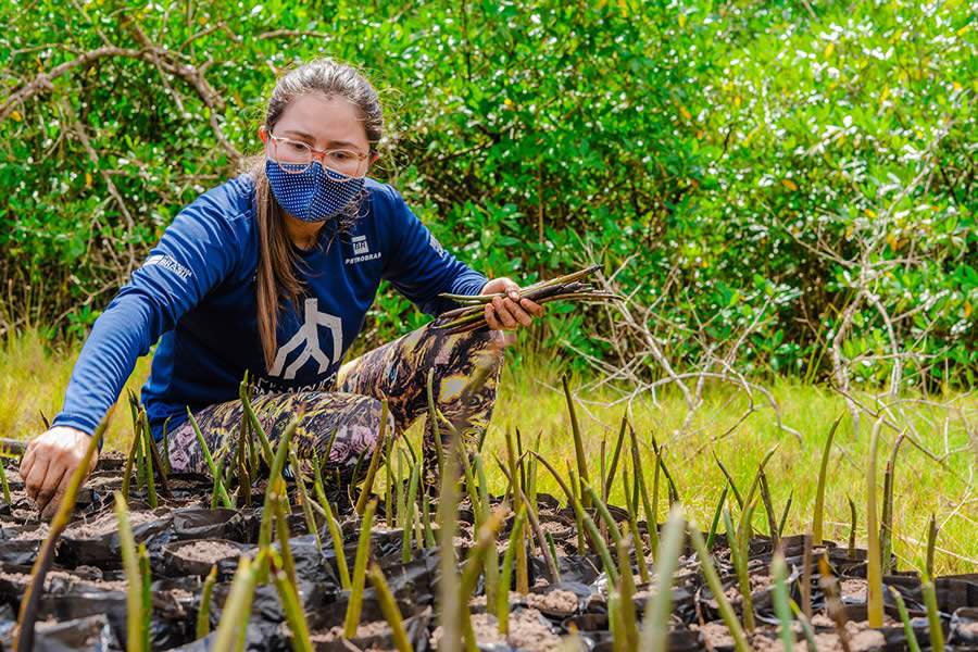 Viveiros do Projeto Mangues da Amaz&ocirc;nia - San Marcelo