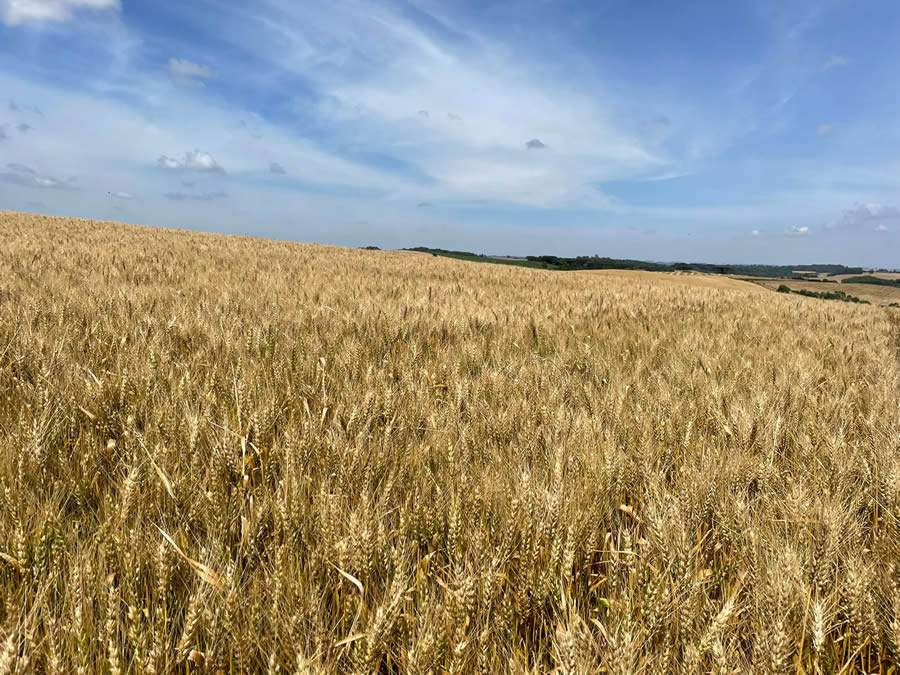 Safra do trigo: saiba como superar os desafios do cultivo no inverno e aproveitar a alta demanda pelo cereal