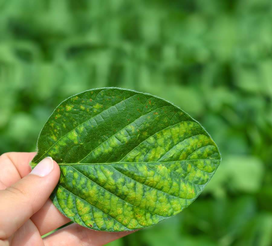 Chega ao Brasil nova ferramenta para o combate à ferrugem asiática