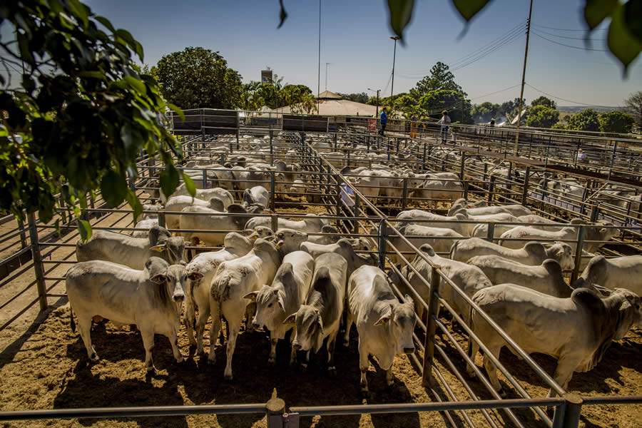 Megaleilão Nelore CFM comercializou 695 touros por R$ 8,34 milhões