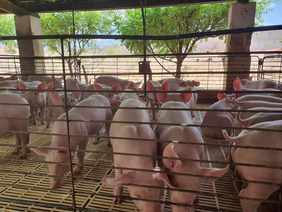 A introdução alimentar após desmame de suínos deve ser rica em nutrientes para aumentar capacidade digestiva