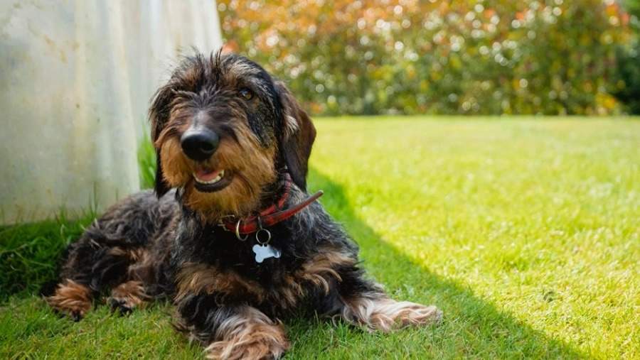 Cr&eacute;ditos:Mars