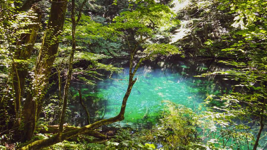 Shirakami-Sanchi - Divulgação