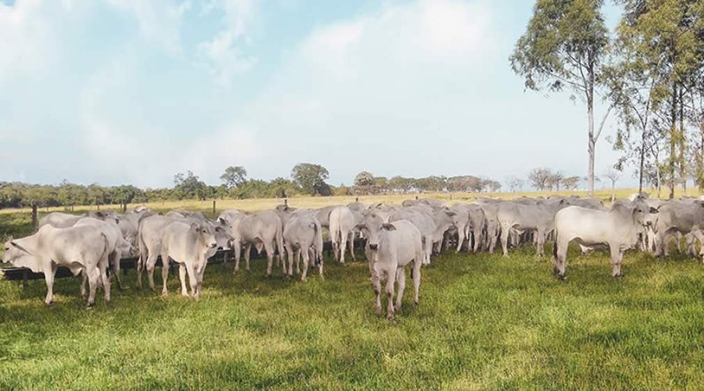 Premix se une à ABCZ em projeto que visa aprimorar qualidade da carne de raças zebuínas