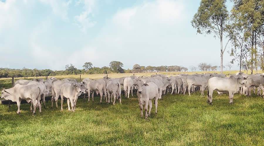 Premix se une à ABCZ em projeto que visa aprimorar qualidade da carne de raças zebuínas