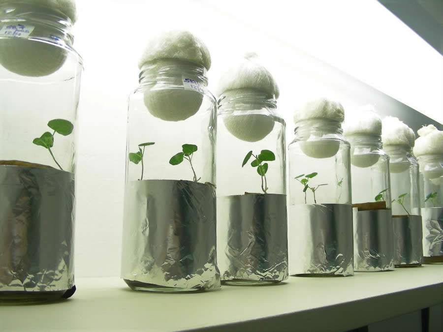 Químicos e biológicos juntos para o sucesso na lavoura