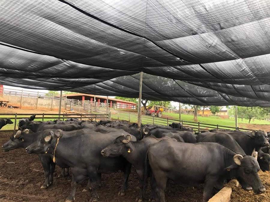 Crédito : Divulgação