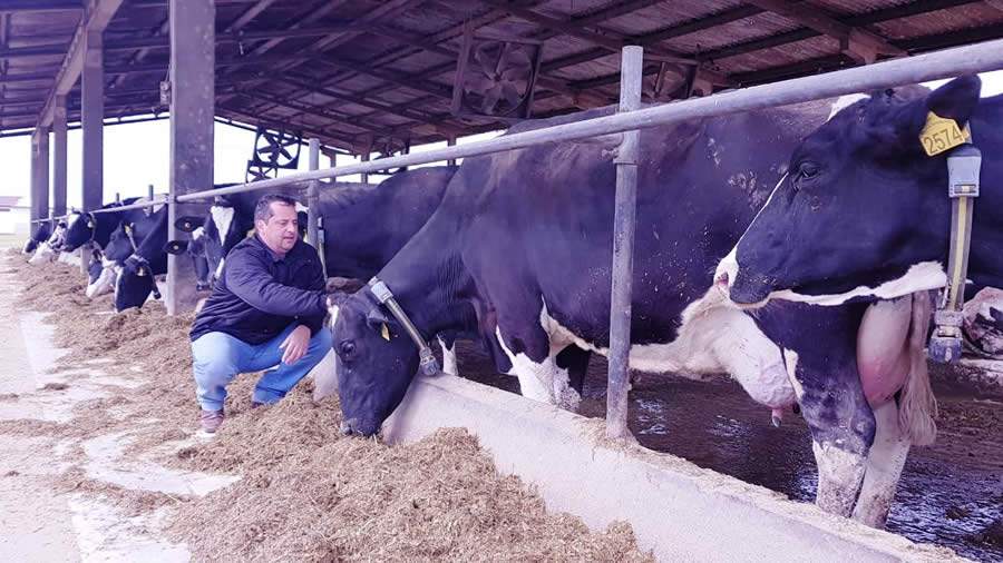 Pecuária leiteira: propriedade no Paraná aumenta taxa de concepção em 12% após utilizar sistema de monitoramento