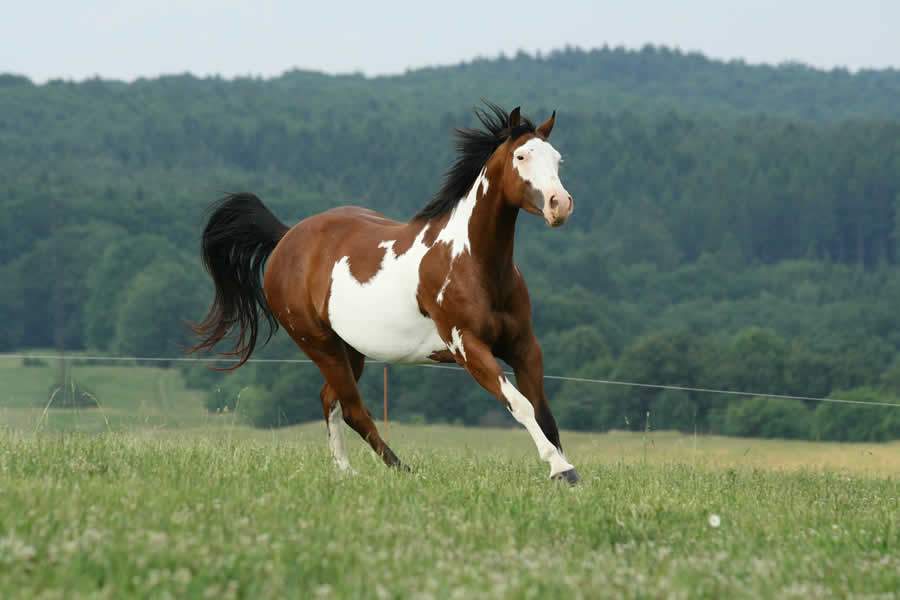 Linha Equistro ganha novo suplemento de ferro e vitaminas, que evita queda de desempenho dos equinos