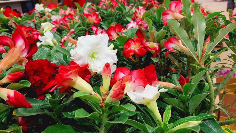 O mercado oferece flores para todos os gostos e bolsos - Divulga&ccedil;&atilde;o