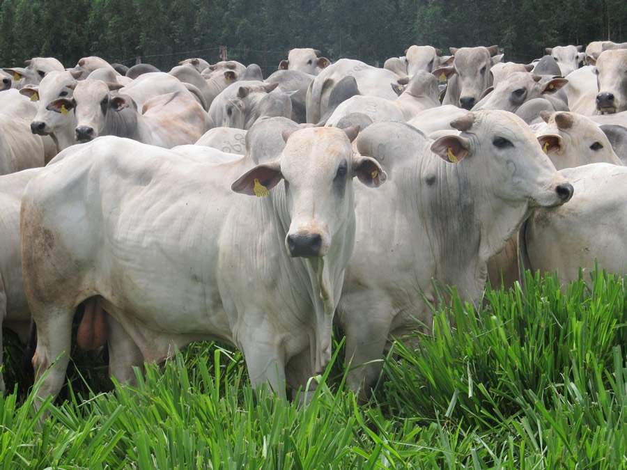 vetoquinol-rebanho-no-pasto-foto-divulgacao