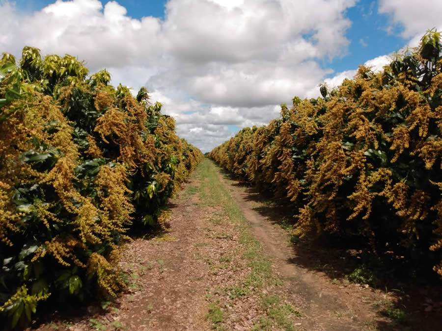 Fertiláqua oferece soluções para aumentar florada e pegamento de fruto