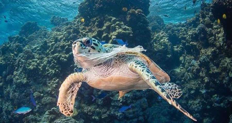 Pesquisadores da Univali participam da Segunda Avalia&ccedil;&atilde;o Mundial dos Oceanos