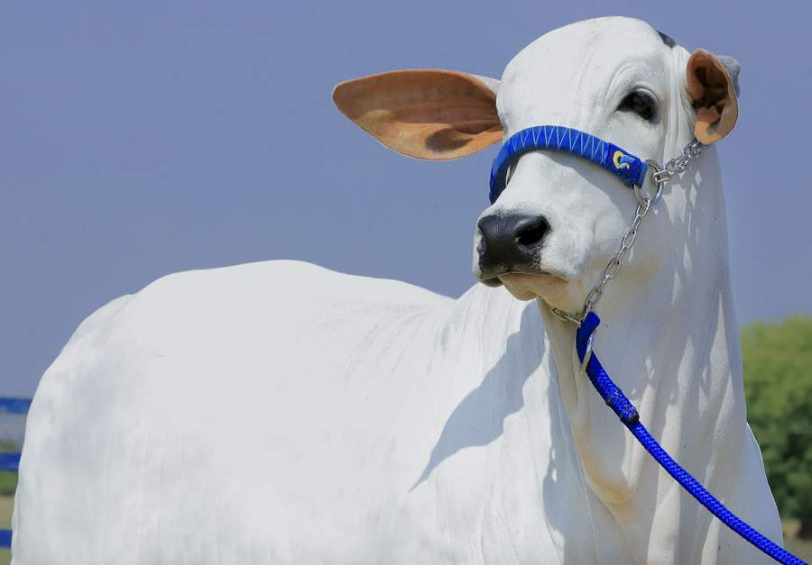 Nelore Ourofino promove leilão durante a Expoinel 2021