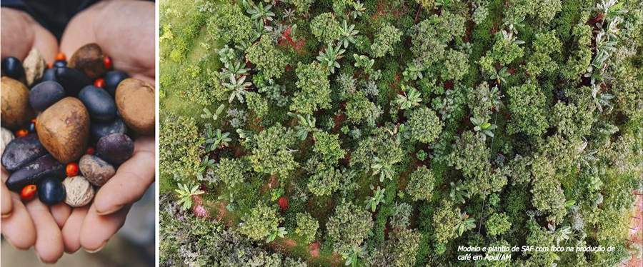  IHS e Idesam colaboram em &aacute;reas de plantio de esp&eacute;cies nativas e de cultivo. (créditos - Acervo Iniciativa Caf&eacute; Apu&iacute; Agroflorestal)