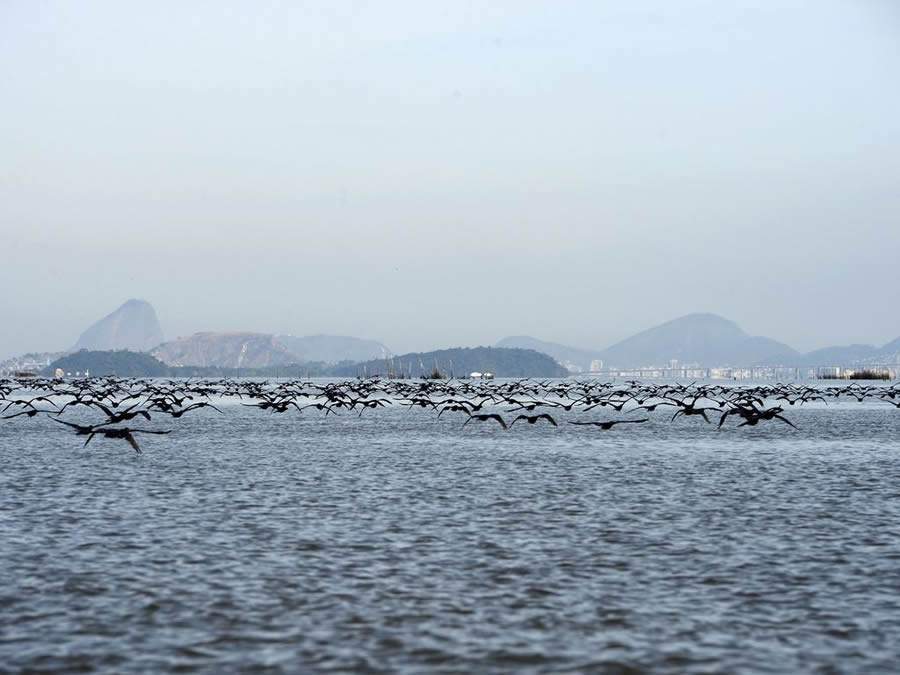  &Aacute;rea de Prote&ccedil;&atilde;o Ambiental de Guapimirim, na regi&atilde;o hidrogr&aacute;fica da Ba&iacute;a de Guanabara - Foto: T&acirc;nia R&ecirc;go/Ag&ecirc;ncia Brasil