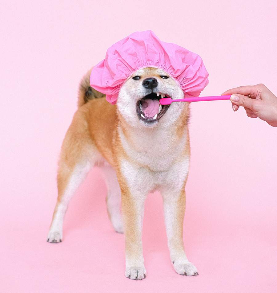 Periodontite atinge 85% dos pets, veja como prevenir