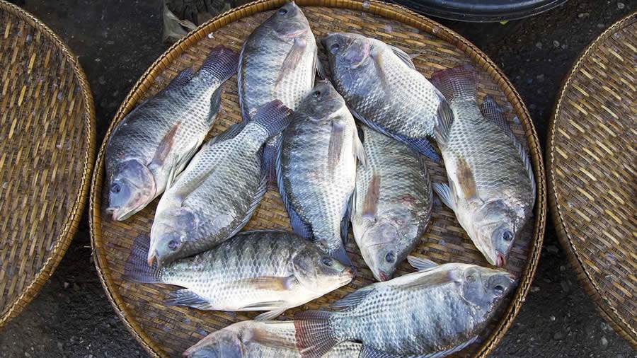 Definição dos aditivos alimentares para pescado aumentará oferta de produtos derivados, informa Peixe BR
