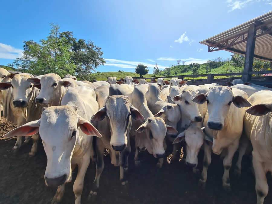 Primeira edição do Leilão Nelore JMAJ &amp; Convidados terá 60 animais puros de origem