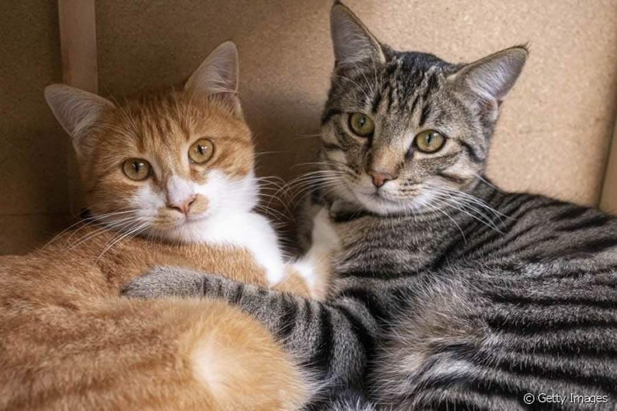 Dia do Gato: Veterin&aacute;rio do CEUB d&aacute; dicas de como preservar a sa&uacute;de dos felinos de estima&ccedil;&atilde;o