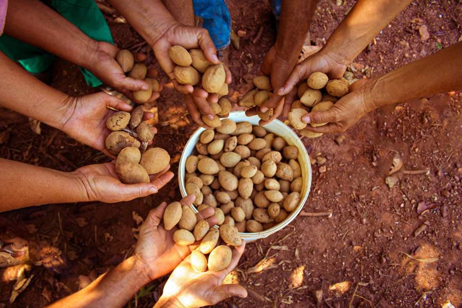 Baru do Cerrado - Divulgação Cedac