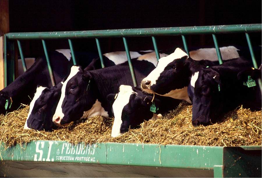 Suplementação nutricional e bem-estar animal contribuem para maior produção de leite