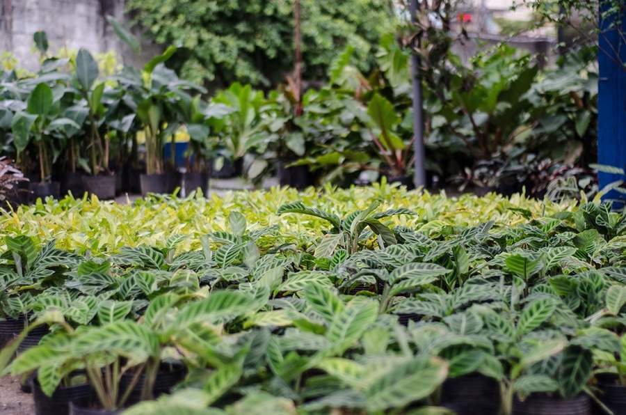 P&aacute;tio Caet&eacute; completa um ano com avan&ccedil;os na miss&atilde;o de desenvolver o paisagismo com foco na biodiversidade brasileira