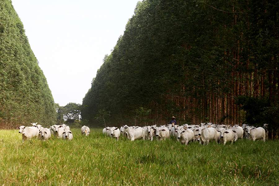 Quatro reprodutores da marca CV são contratados por centrais