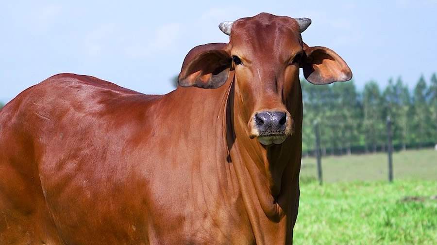 LOTE 05 - BRASA SINDI DA FTI - RFTI 718 - Divulgação Agro FTI