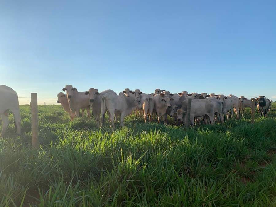 Pecuarista do Mato Grosso do Sul investe em tecnologia e aumenta sua produtividade com novos cultivares de forrageira