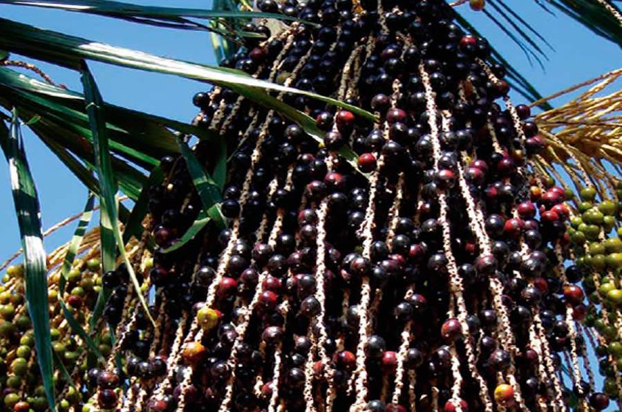 Fruto da palmeira juçara - Créditos: Divulgação