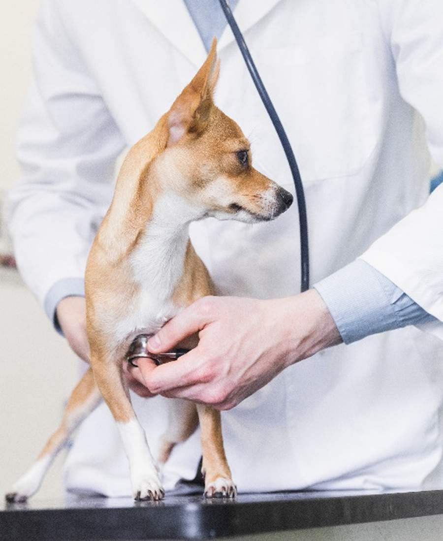 Cr&eacute;ditos: Divulga&ccedil;&atilde;o Royal Canin