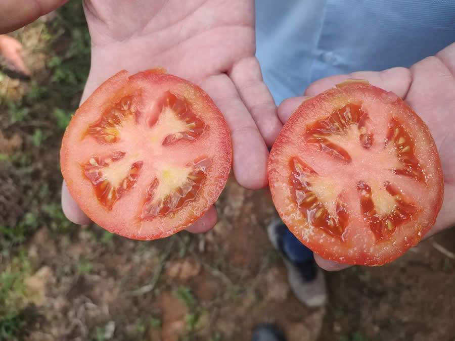 Tomate Taos, da TSV Sementes - Agristar do Brasil