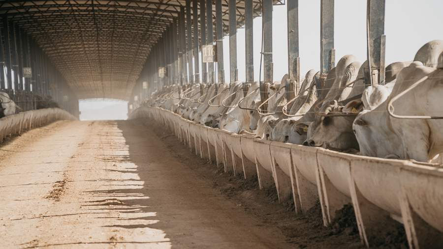 Confina Brasil comprova cuidado com bem-estar animal e uso de tecnologias na pecu&aacute;ria do Par&aacute;