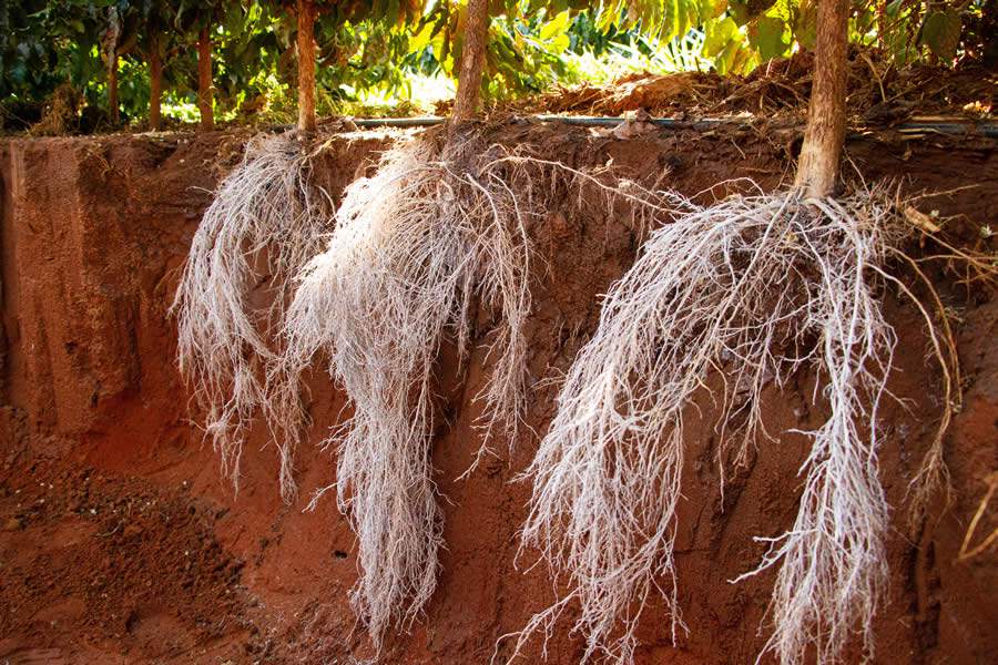 Cafezal com raízes protegidas produz mais e com mais qualidade