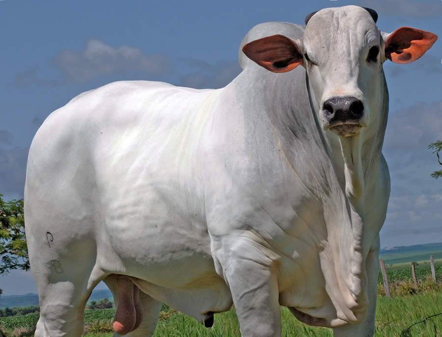 Leilão Reprodutores Nelore, da RS Agropecuária oferta 110 animais Nelore