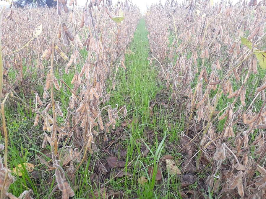 Pastagem plantada junto com a soja; integração total - Cristiano Gotuzzo